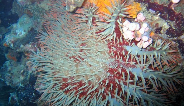 水下被海洋生物傷害到了該怎么辦？